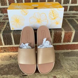 Yellow Box Torrey Slides